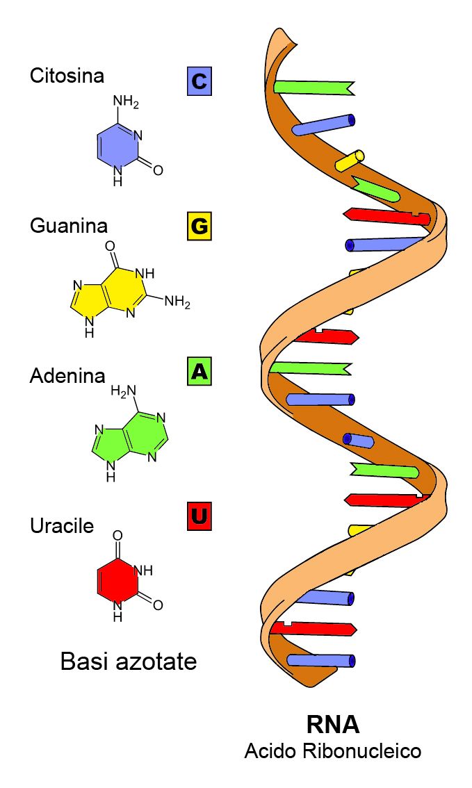 the structure of an animal's protein is shown in this diagram, which shows how it