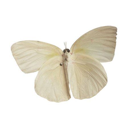 a white butterfly with black spots on it's wings