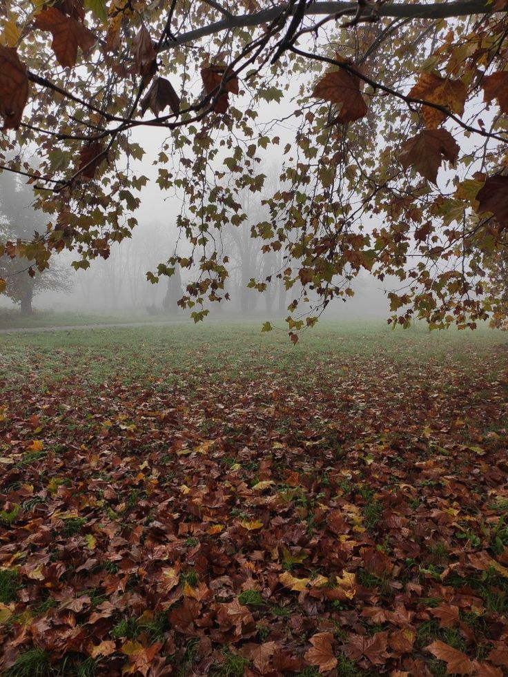 Halloween morning. Crisp Autumn Morning Aesthetic, Fall Morning Aesthetic, Scarlett Core, Crisp Autumn Morning, Crisp Fall Morning, November Aesthetic, Sweet September, Ber Months, Morning Aesthetic