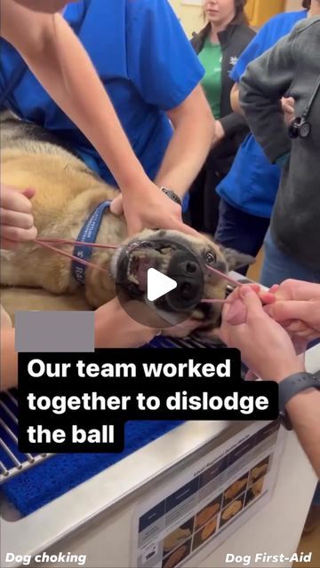 a group of people standing around a dog in a room with an animal on it's back