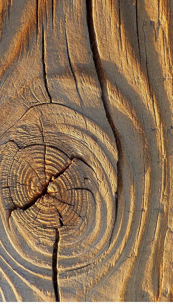 the wood has been cut into circles and is very close to it's surface