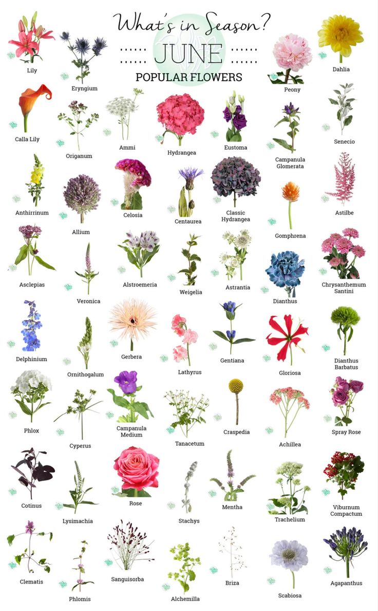 an illustrated poster with flowers in different colors and sizes, including the words what's in season?