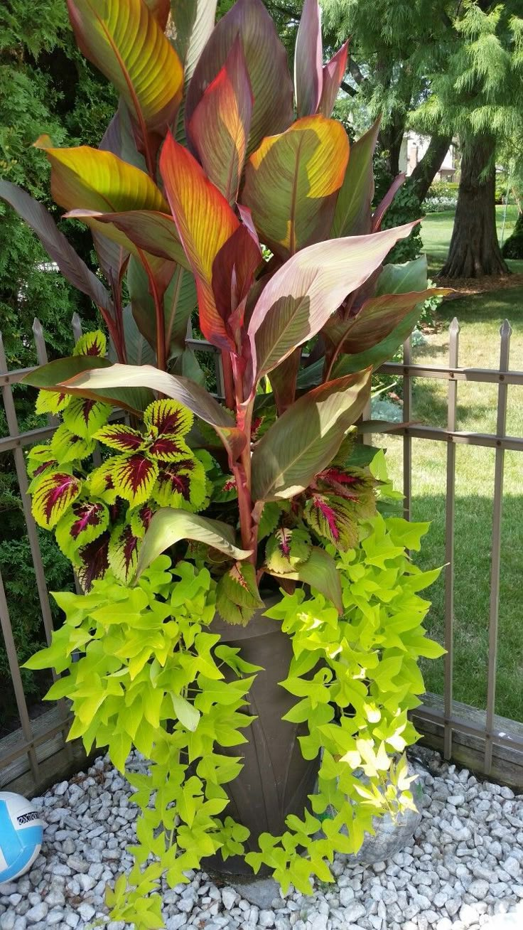 a large potted plant sitting on top of a gravel covered ground next to a fence