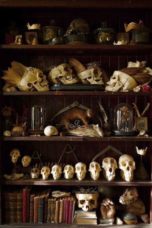 there are many skulls on the shelves in this bookcase, and one is full of books