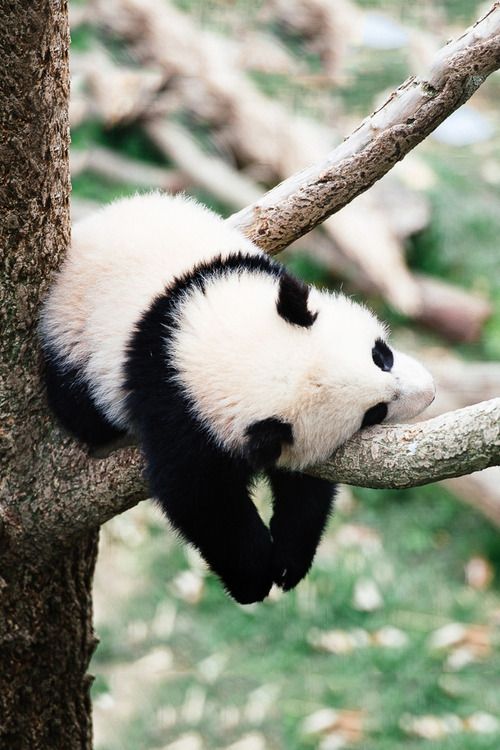 there is a panda bear that is climbing on a tree branch with the caption have a lazy sunday