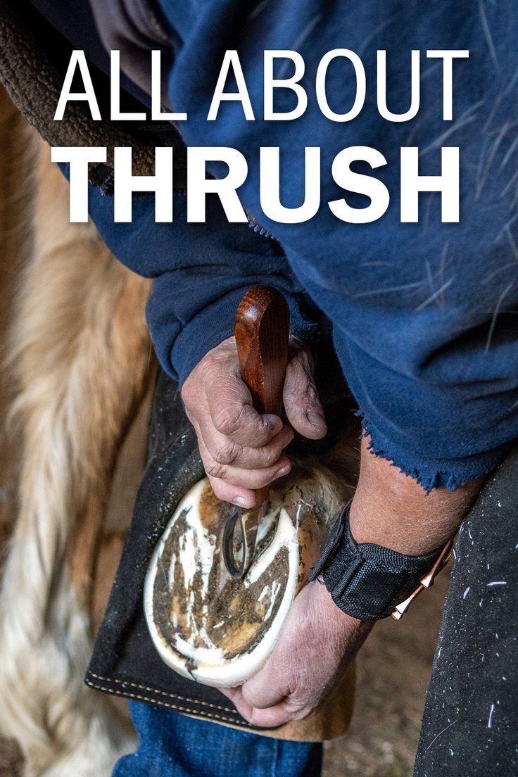 Female farrier works on horses hoof with a loop style hoof knife. Text at top of image reads "All About Thrush". Natural Horse Hoof Care, Horse Hoof, Hoof Care, Horse Farms, Horse Care, On The Farm, Early Spring, Cool Tools, What You Can Do