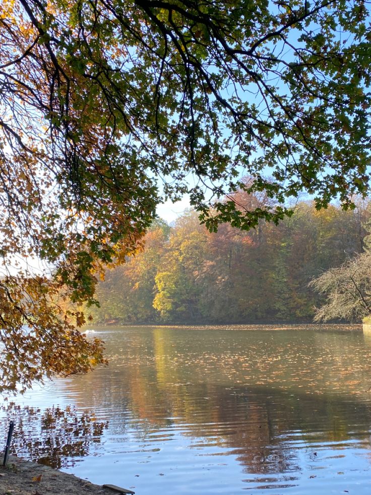 a body of water surrounded by trees with leaves on the ground and in the foreground