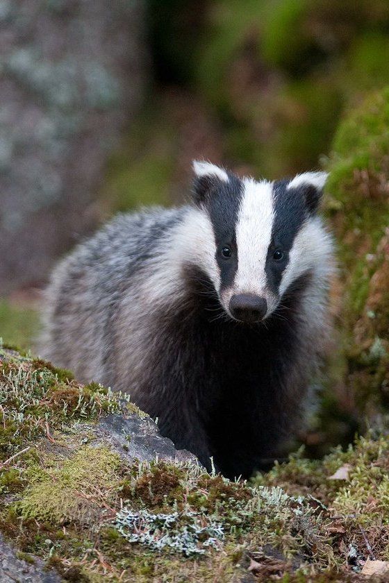 a badger standing on top of a moss covered hillside