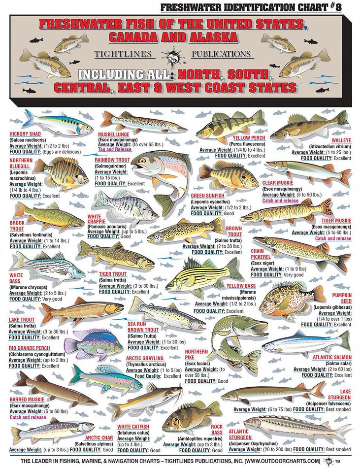 Compatible Freshwater Fish Chart