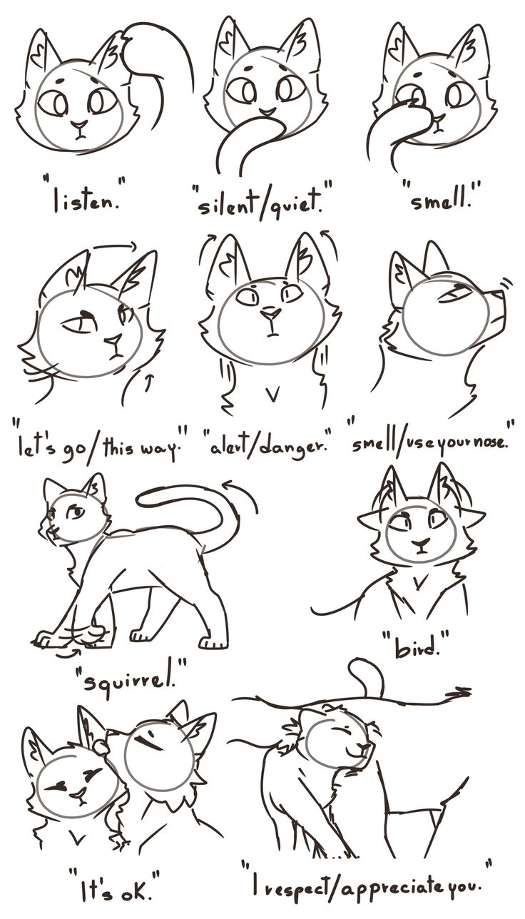 an image of cats with different expressions on it's face and body, including the words