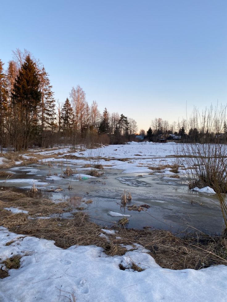 a frozen pond with trees in the background and snow on the ground, near some bushes