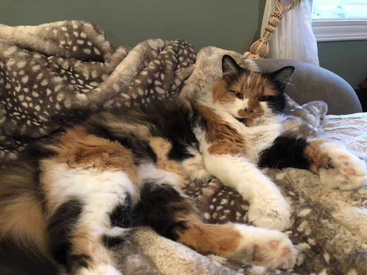 a cat laying on top of a bed covered in blankets