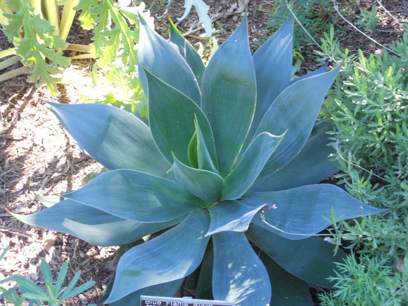 a large green plant in the middle of some plants