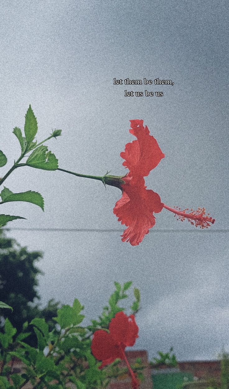 a red flower that is on the side of a building with a sky in the background