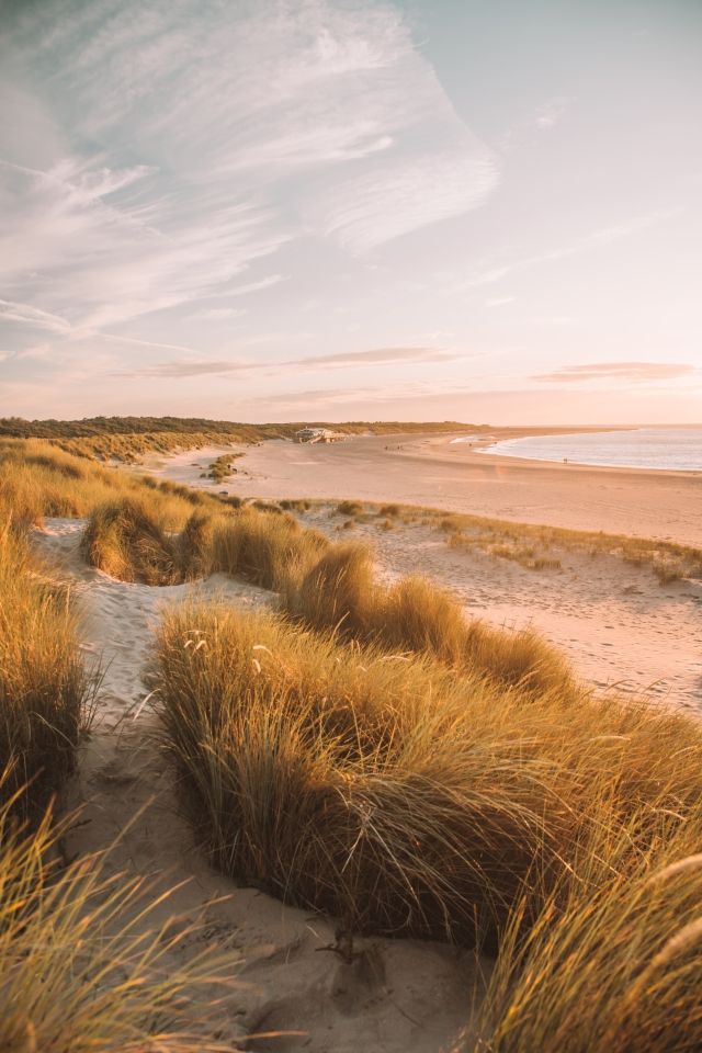 the path to the beach is lined with tall grass and sand dunes that lead into the ocean