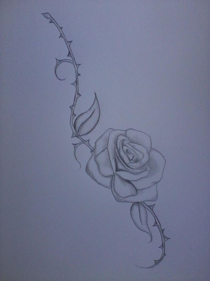 Roses With Thorns Drawing, Intricate Rose Tattoo, How To Draw Thorns, Rose Thorns Drawing, Rose Vine Tattoos For Women, Roses With Thorns Tattoo, Roses And Thorns Tattoo, Rose With Thorns Drawing, Rose Thorns Tattoo