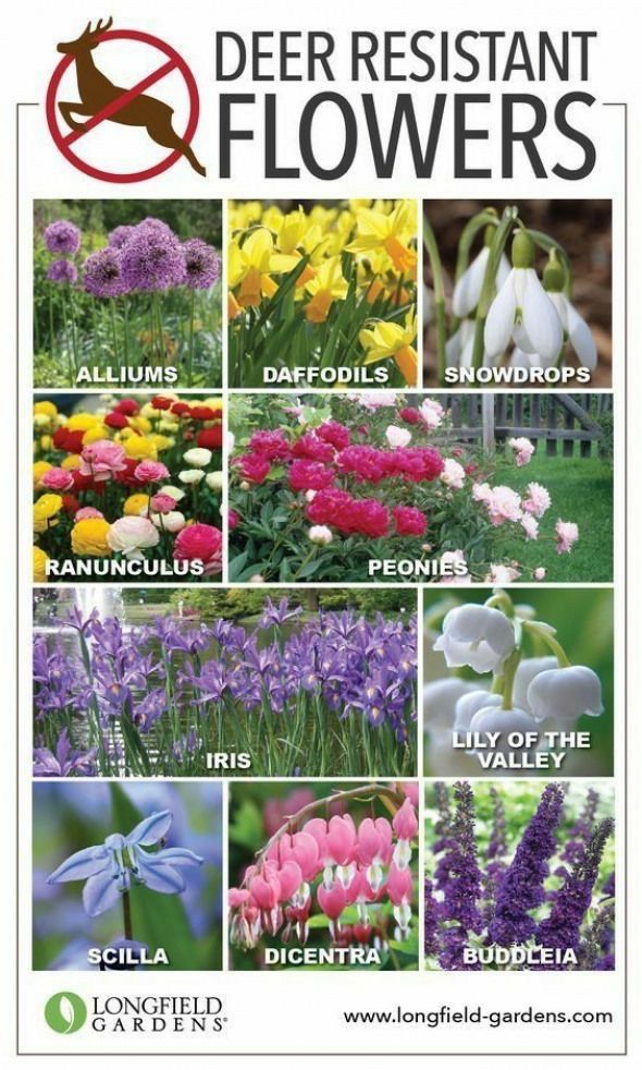 the front cover of a book with pictures of flowers in different colors and sizes, including purple