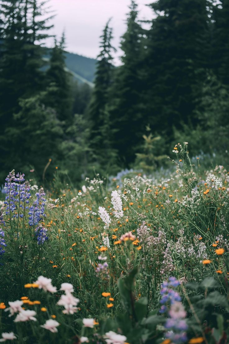 wildflowers and other flowers in a field with trees in the backgroud