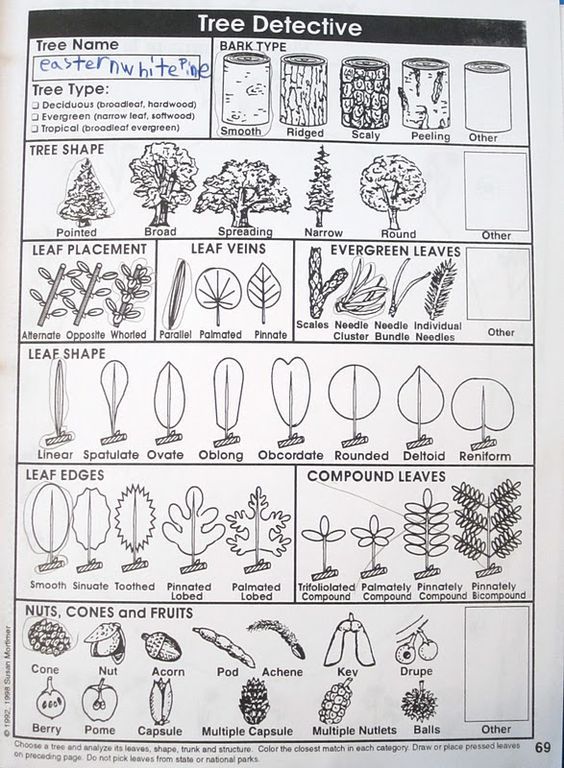 the tree identification chart is shown in black and white