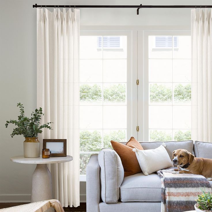 a dog laying on the couch in front of two windows with white drapes and curtains