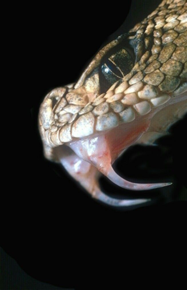 a snake with its mouth open in the dark