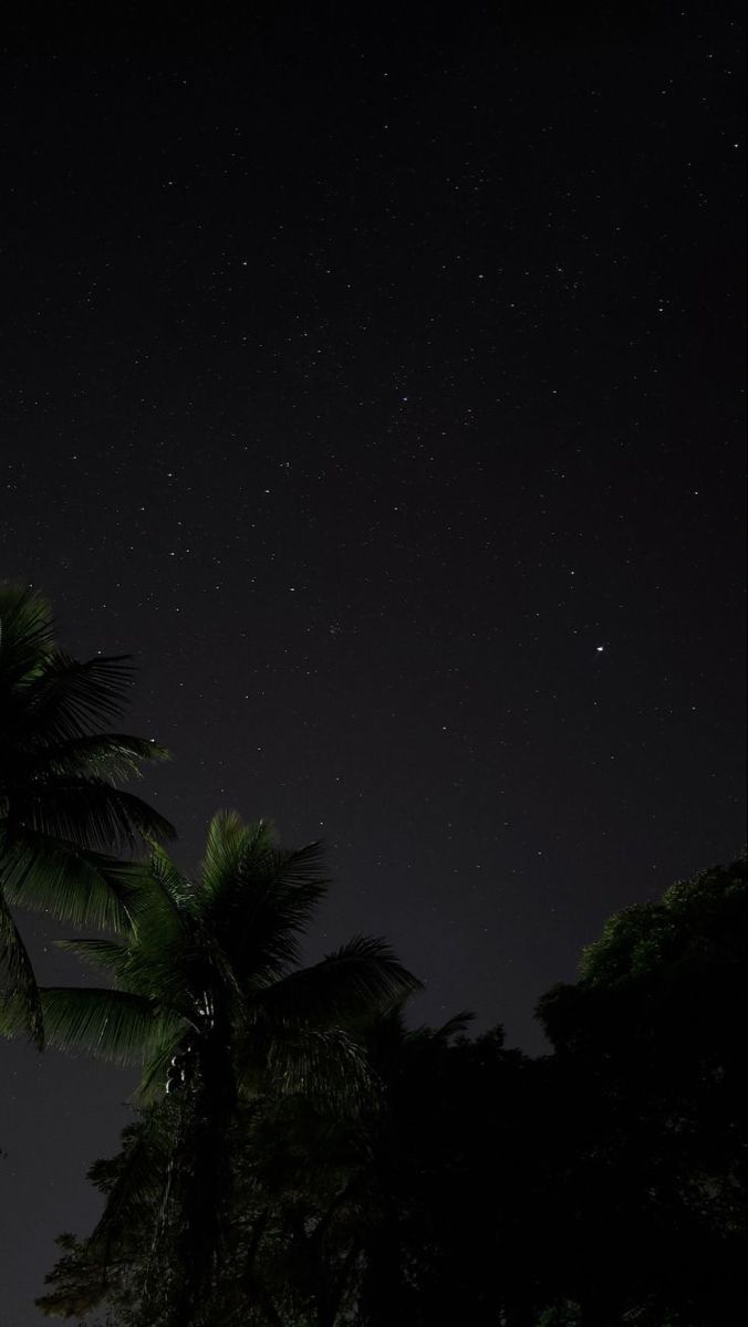 the night sky is filled with stars and palm trees