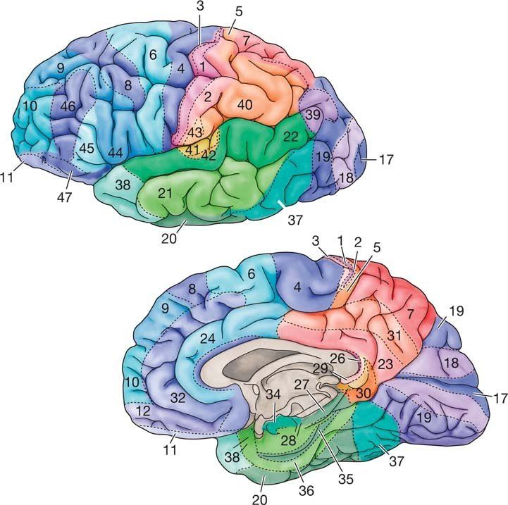 the left and right side of the human brain