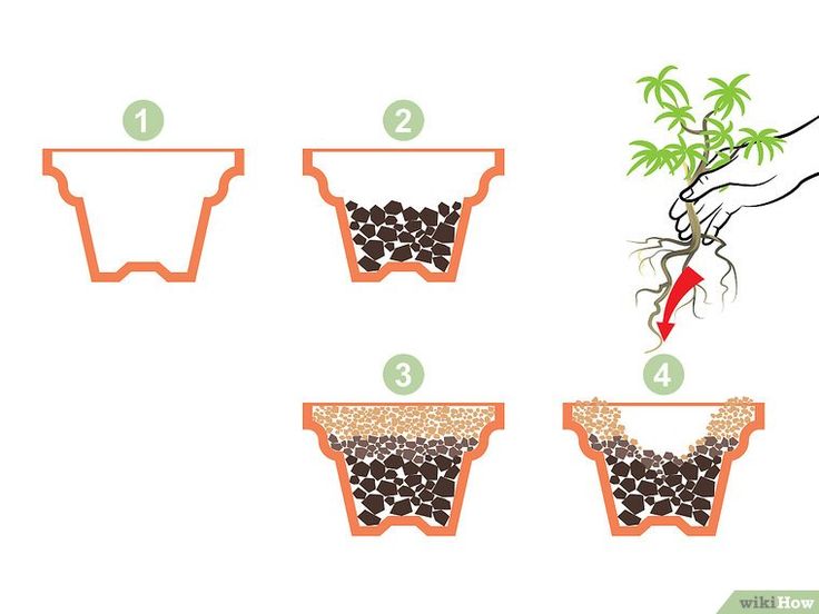 the stages of growing a plant from seed to flower in pots with instructions on how to grow it