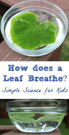 how does a leaf breathe? simple science for kids