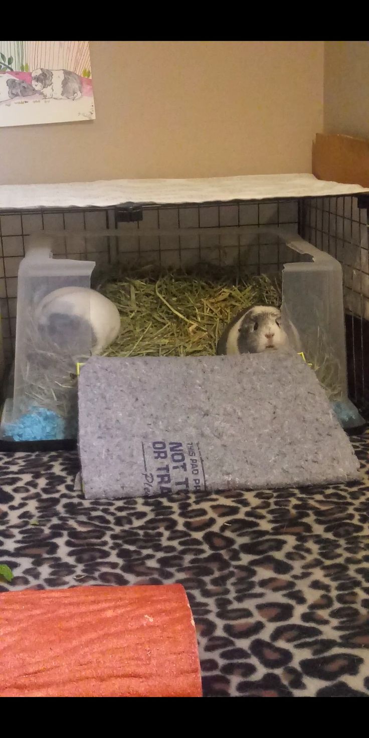 a guinea pig sitting in its cage with hay on it's floor and another animal laying down