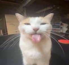 an orange and white cat sticking its tongue out