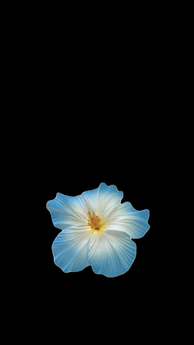 Tapeta Iphone Aesthetic, Black Flower Wallpaper Iphone, Phone Keyboard Wallpaper, Wallpaper With Friends, Room Asthetics, Flower Widget, Flower Black Background, Flower Lockscreen, Flowers Black Background