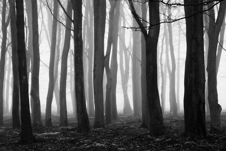 black and white photograph of trees in the fog