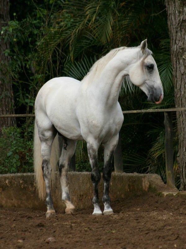 a white horse standing next to a tree in an enclosed area with dirt on the ground