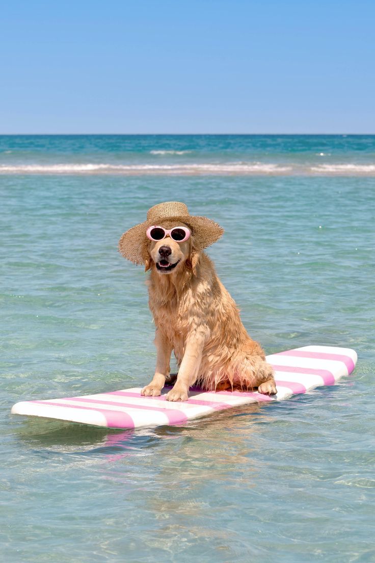 a dog wearing sunglasses sitting on a surfboard in the ocean