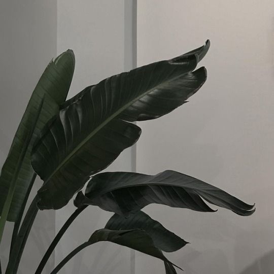 there is a plant with large green leaves in the vase on the table next to the wall