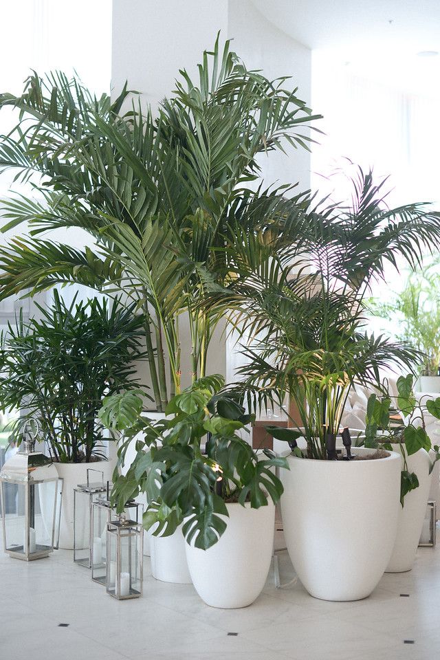 there are many potted plants in the room with white walls and marble flooring