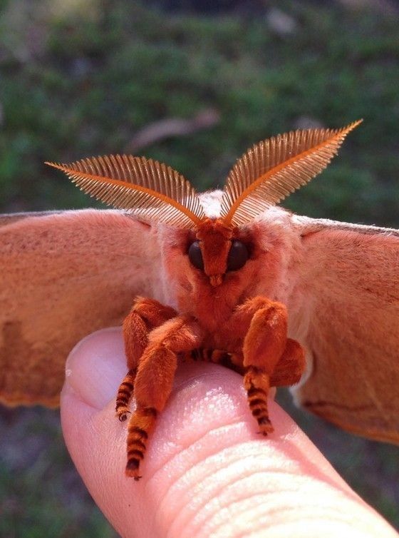 a close up of a person's hand holding a small orange and brown bat