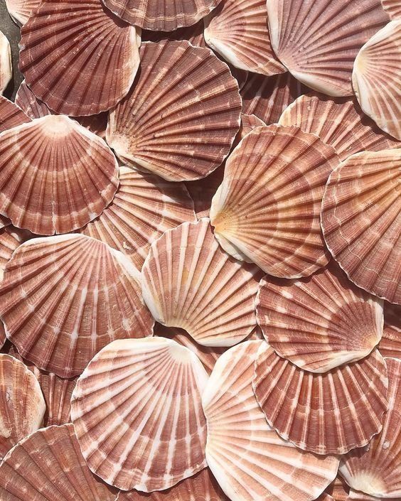 many seashells are arranged in rows on the ground, some brown and white