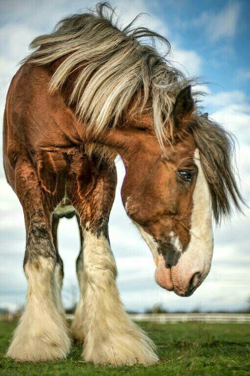 a brown and white horse standing on top of a lush green field