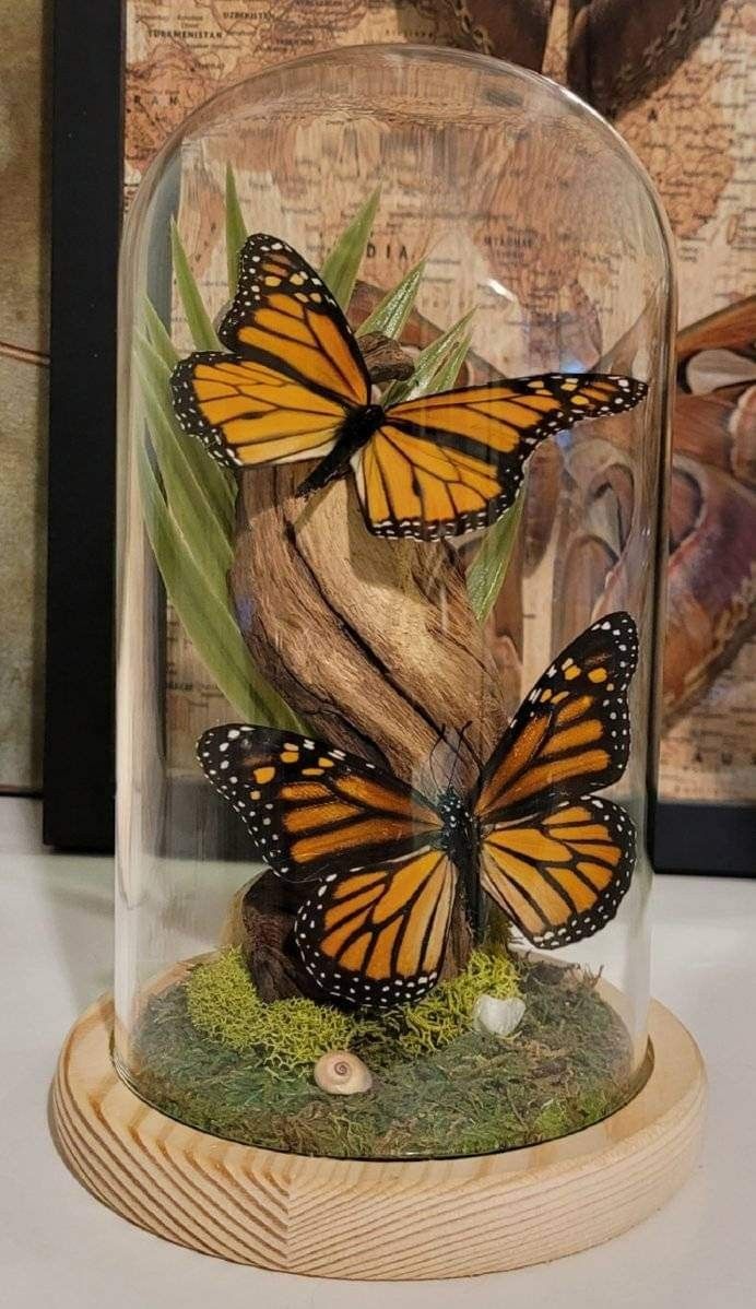 two monarch butterflies in a glass dome with moss and wood base on a white table