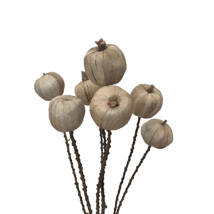 a bunch of small white pumpkins sitting on top of branches in a vase with twigs