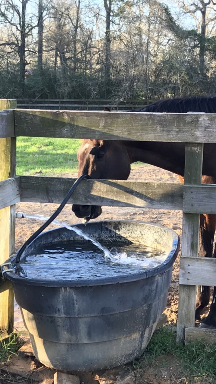 a horse drinking water from a bucket in an enclosed area next to a wooden fence