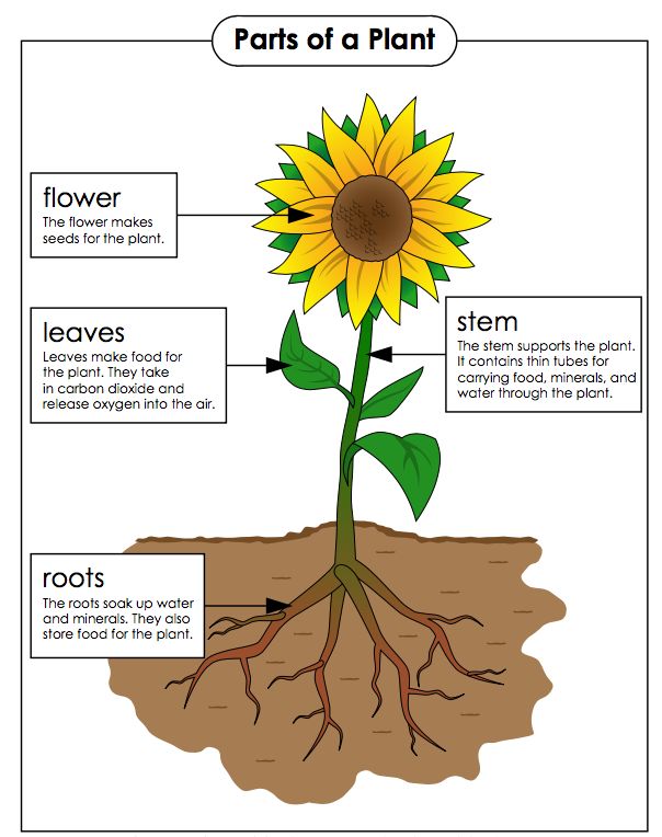 an iphone screen showing the parts of a plant with pictures and text on it,