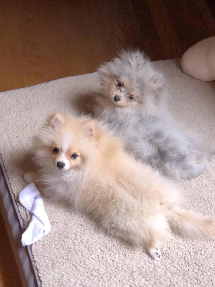 two small dogs laying on the floor next to each other