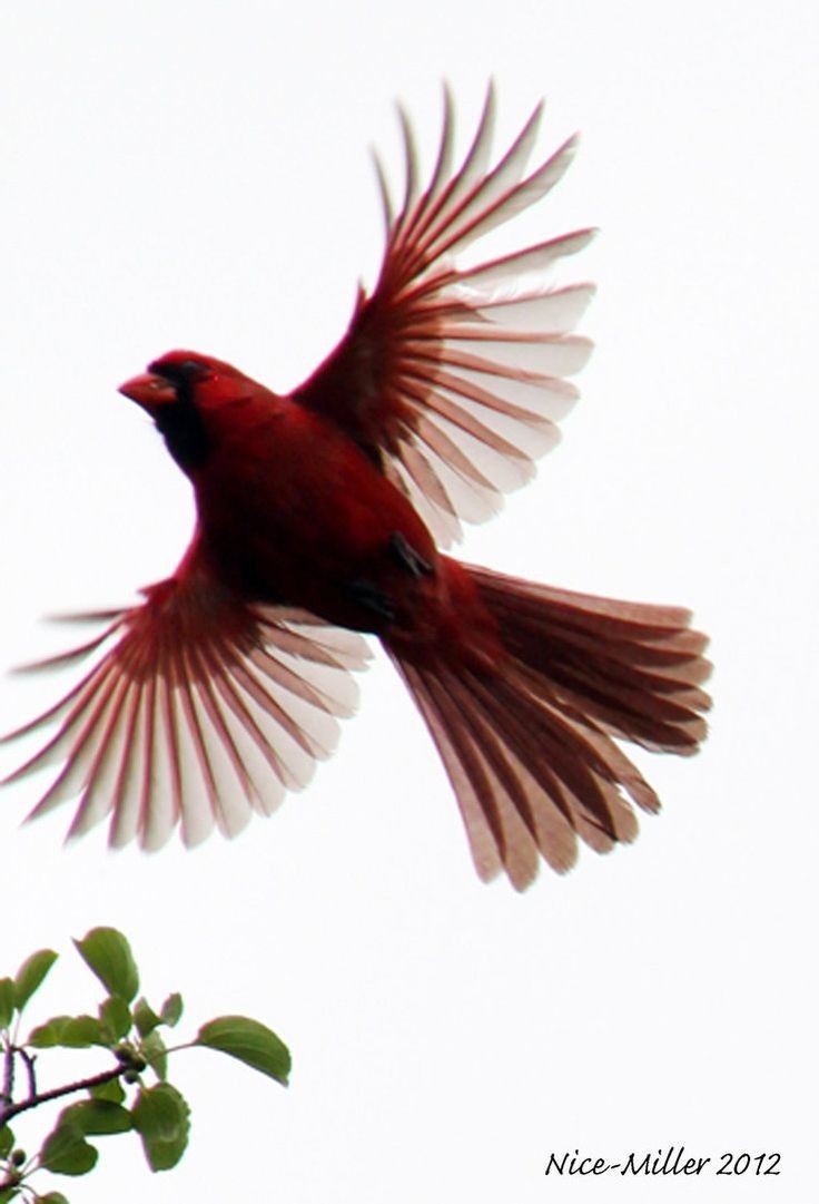 a red bird is flying in the air