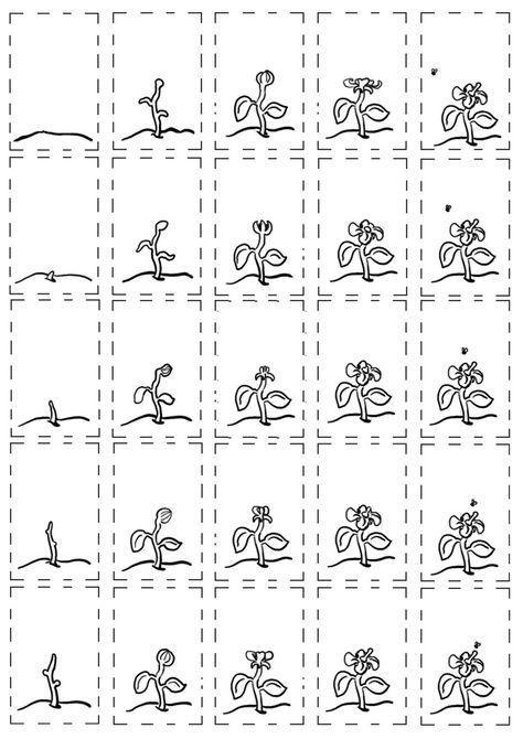 the worksheet shows how to draw flowers and plants in different stages of development