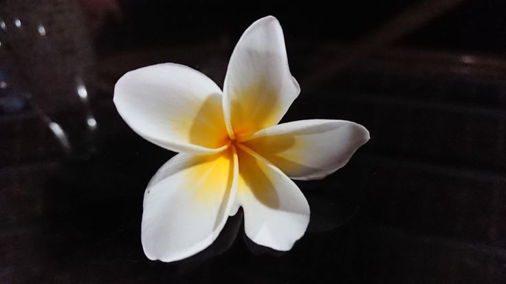 a white and yellow flower sitting on top of a table