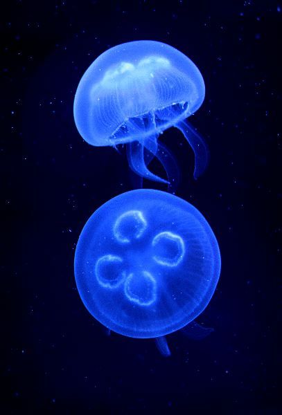 two blue jellyfish floating in the dark water