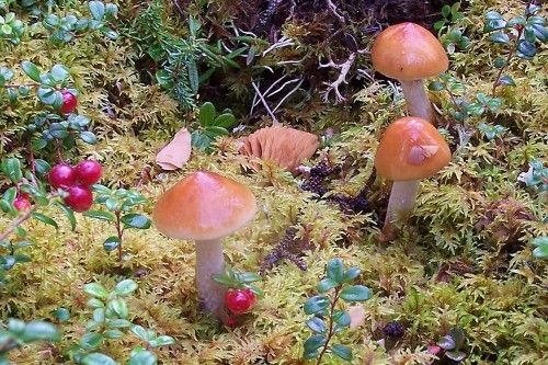 three mushrooms are growing on the mossy ground near berries and leaves in this garden